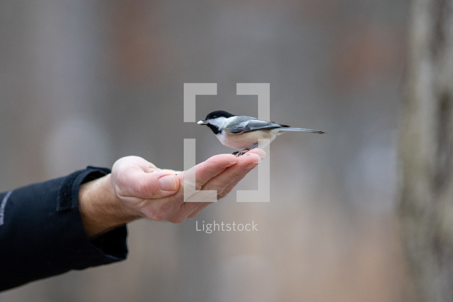 feeding a bird out of a hand 