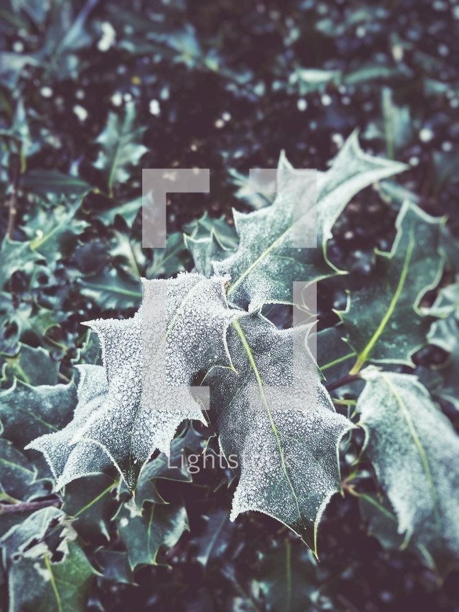 frost on holly leaves 