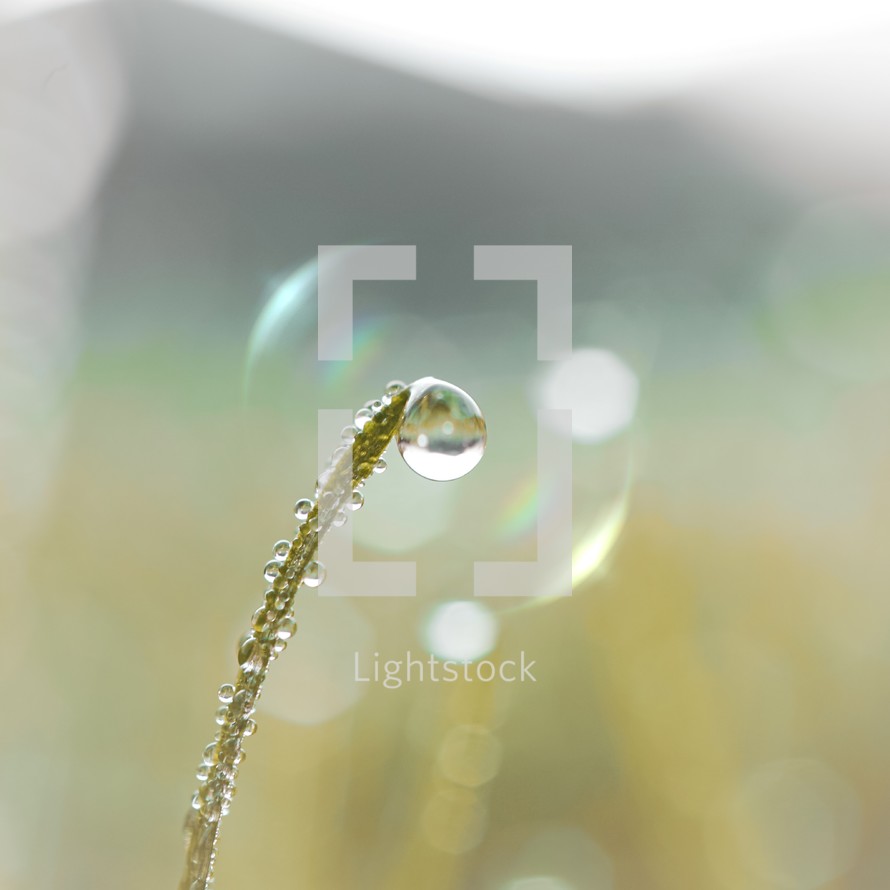 drop on the grass leaf in springtime in rainy days