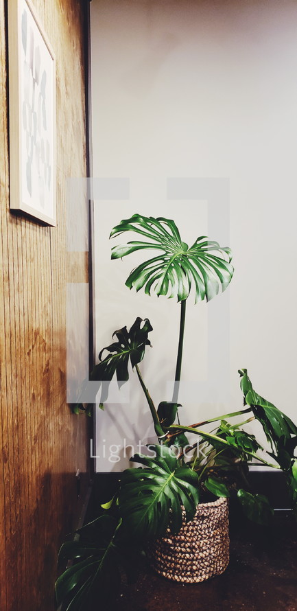 tropical plant in a corner