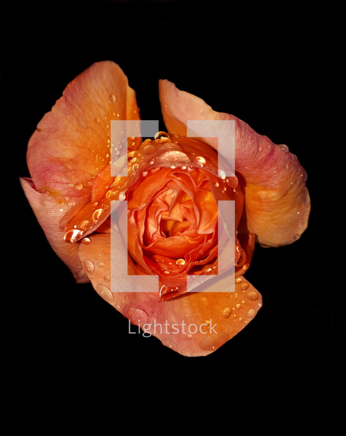 Raindrops on Orange and Pink Rose in the Dark