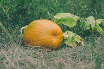 A fresh pumpkin growing in a pumpkin patch. 
