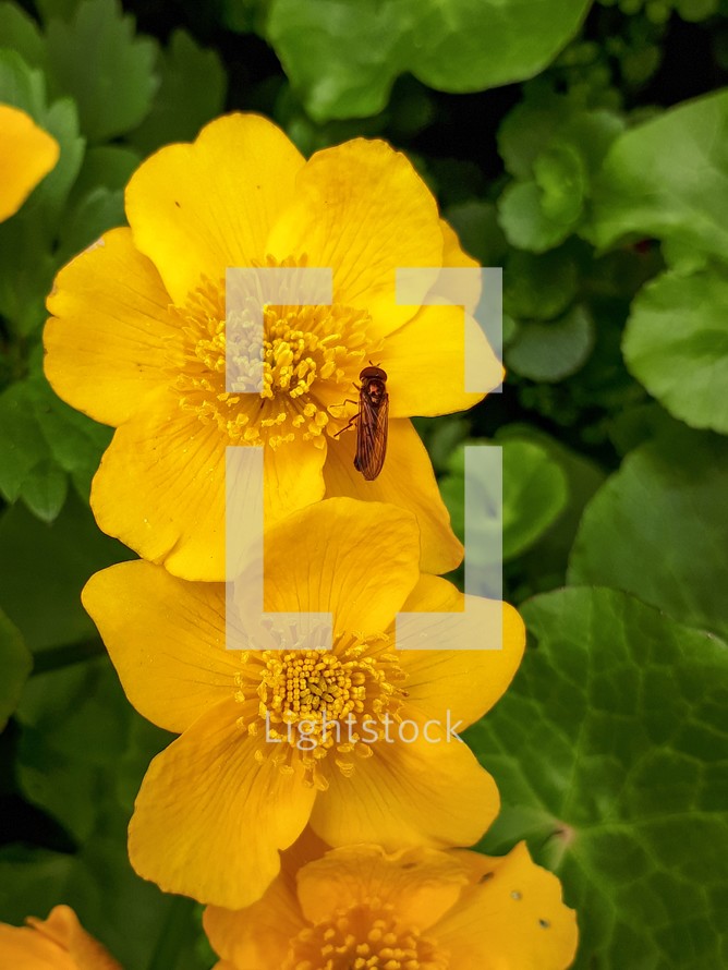 Fly Resting on Yellow Marsh Marigold Flowers