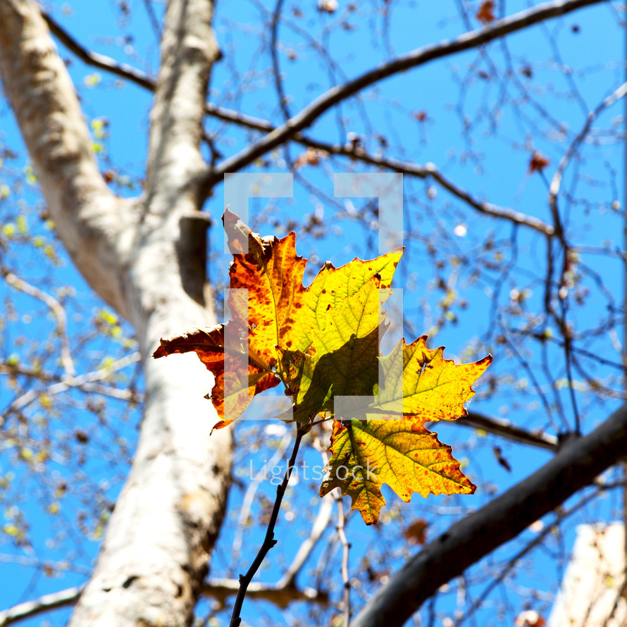 fall leaf on a tree