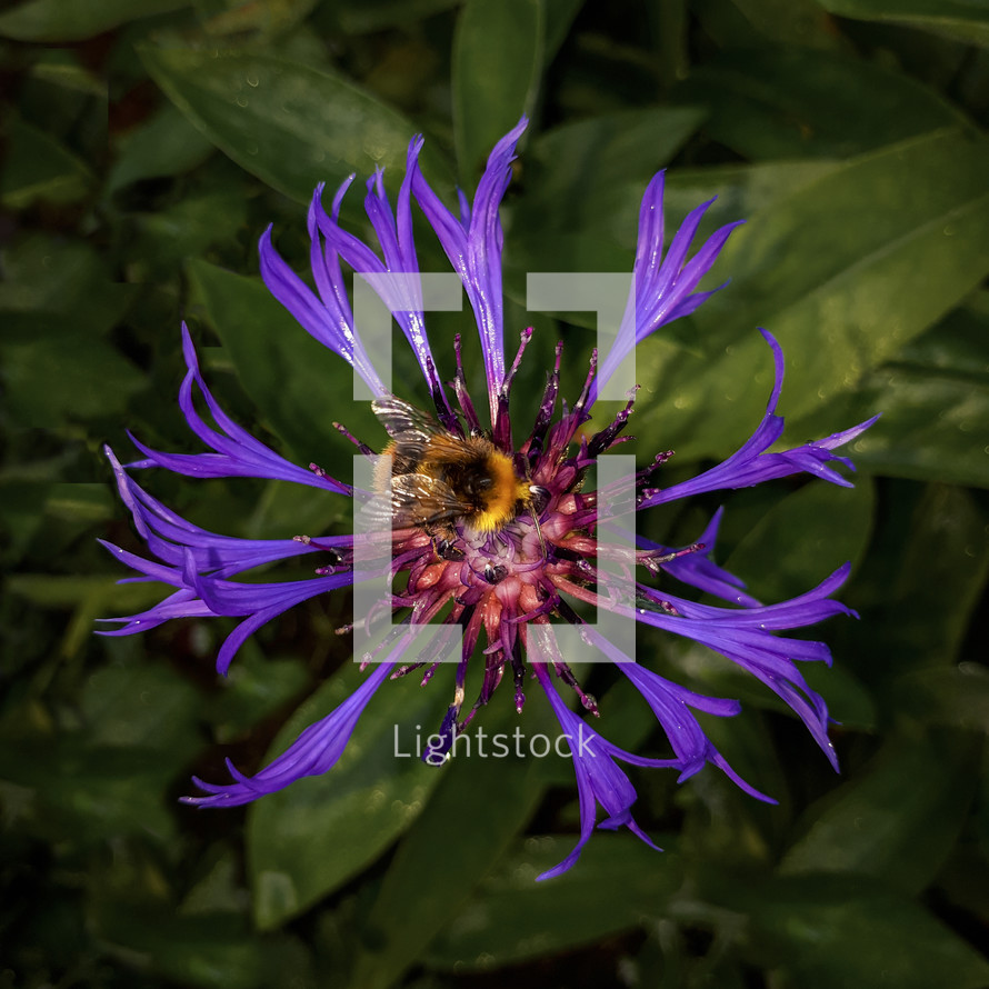 Bumblebee on Perennial Cornflower / Centaurea Montana
