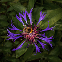 Bumblebee on Perennial Cornflower / Centaurea Montana
