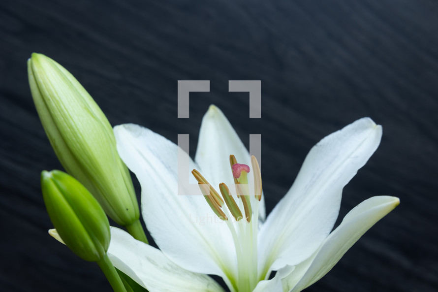 lily flower on a wood background 