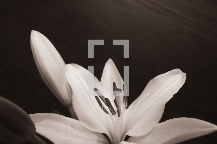lily flower in sepia 