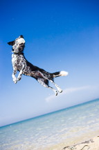 leaping dog 