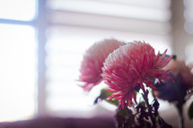 pink flowers in a  vase 