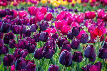 purple and fuchsia tulips 