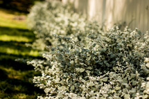 bushes in front of a white picket fence 