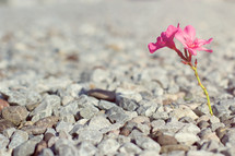 pink flower growing in gravel 