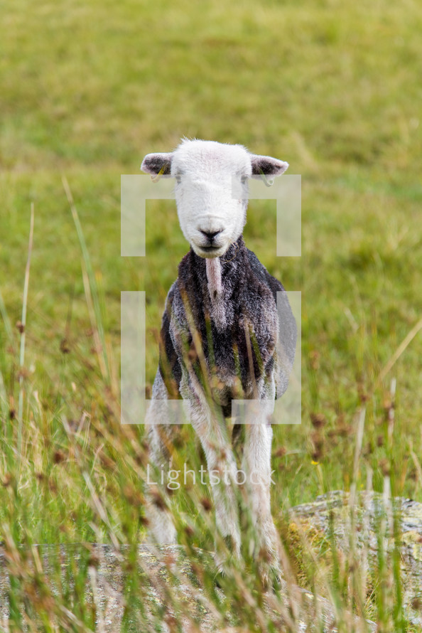 sheared lamb