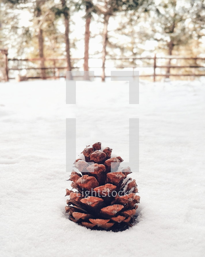 a pine cone in the snow 