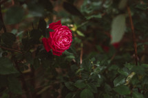 red rose bush blooming 