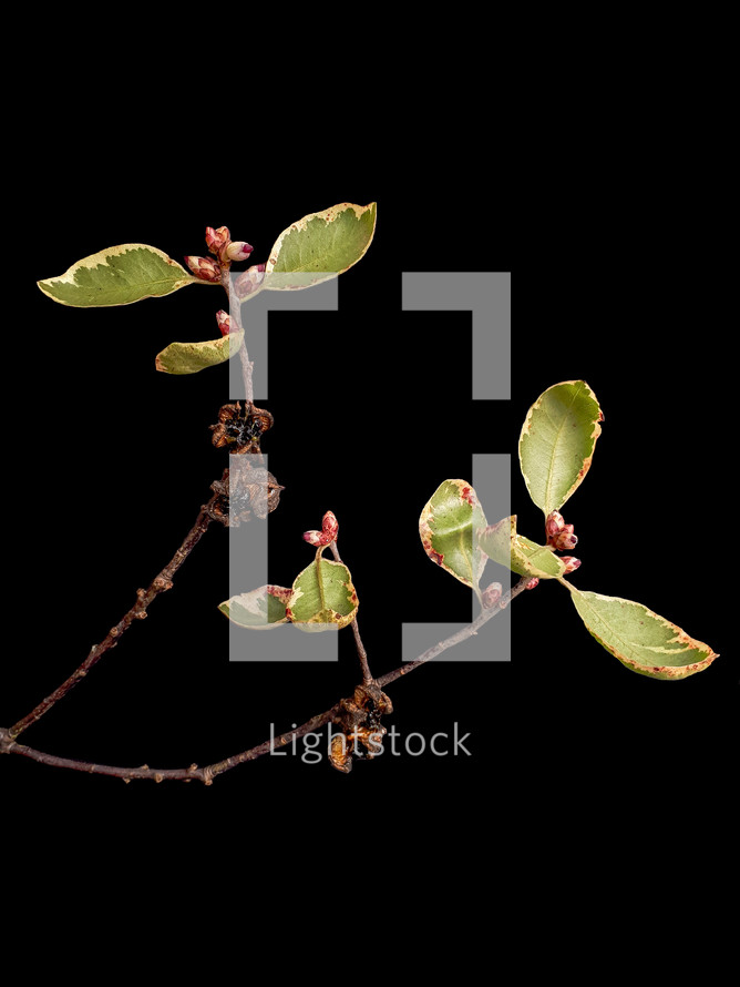 Pittosporum Flowers and Leaves on Black