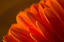orange petals 