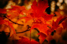 orange fall leaves 