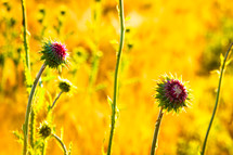 fuchsia wildflowers in a field of wheat 