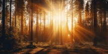Sunset in the forest with sunbeams and lens flares.