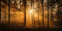 Sunrise in the misty forest. Panoramic image.