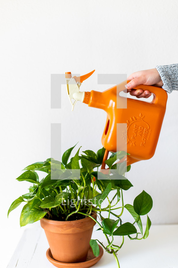 watering can and house plant 