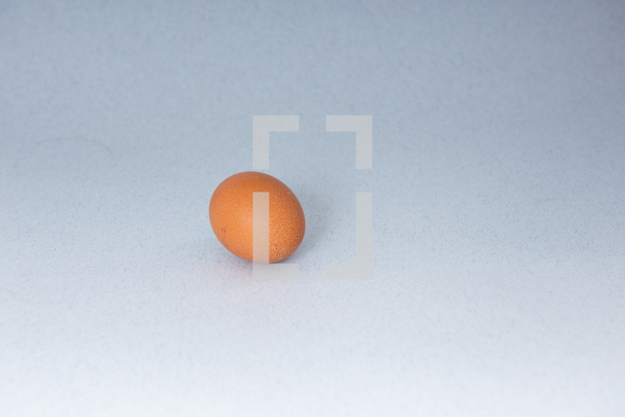 chicken egg on a gray background