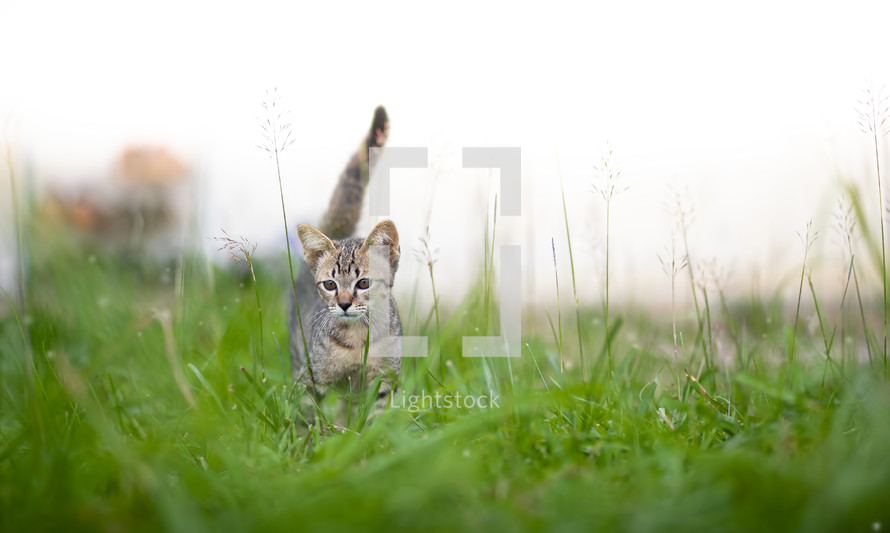 kitten in the grass 