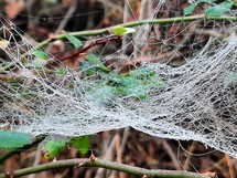 Rain drops on a spider web