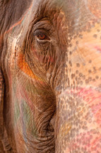 The face of an elephant.