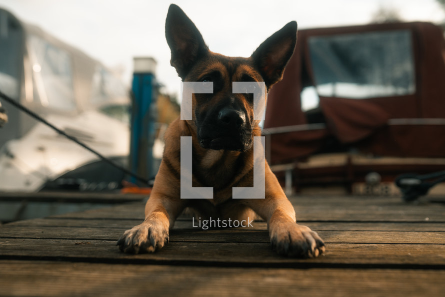 German Shepherd dog cross mutt laying down on a wooden jetty, marina setting, puppy dog, cute brown dogs,