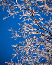 ice on branches 