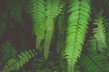 fern leaves 