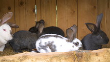 Slow motion of cute black and white rabbits on the organic farm in wooden animal cage

