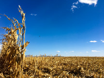 plowed corn field 
