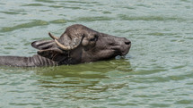  water buffaloes wading in water 