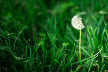 dandelion in grass 