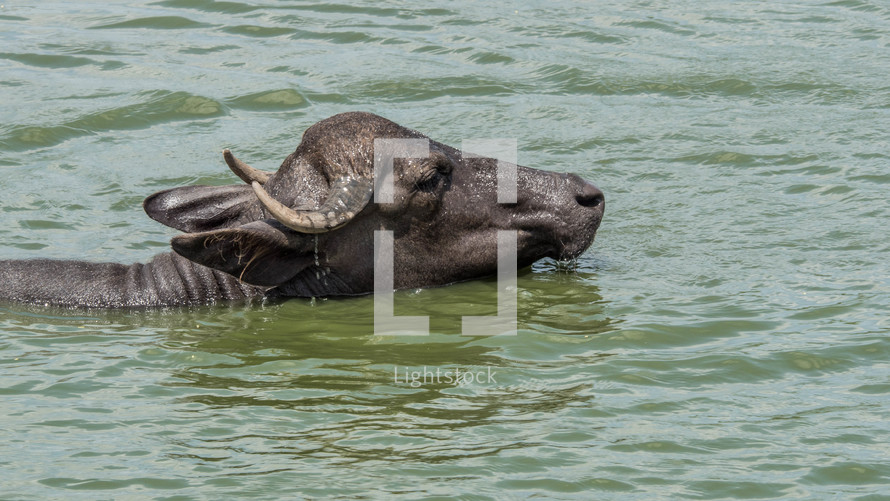  water buffaloes wading in water 