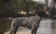 pointer hunting dog outdoors 