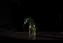 mason jar with rooting plant sprigs 