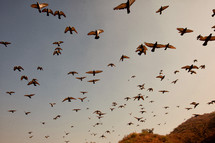 A flock of birds flying through the sky.