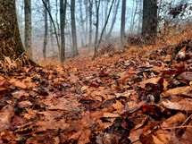 Autumn leaves on the ground around bare trees