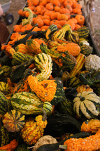 crates of gourds and pumpkins 