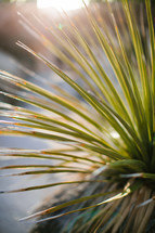 sunlight on desert plants 
