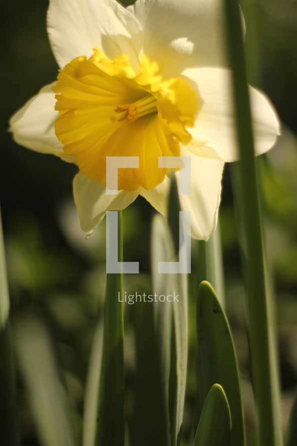 white daffodil 