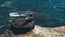 pigeon sitting on a rock near the ocean 