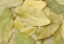 bay leaves 