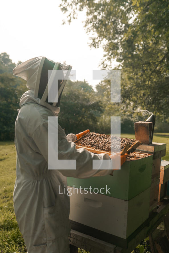 Beekeeping suit, honey bees, beekeeper, bee keeper, wooden bee boxes, hives, farming,