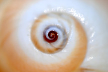 Closeup of a seashell called the cat's eye.